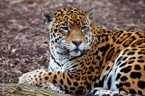 Leopard © GEKPhotography