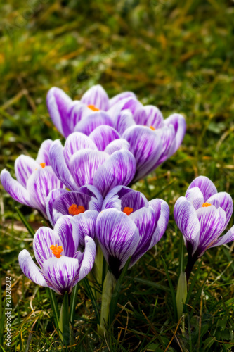 Group of striped spring crocus