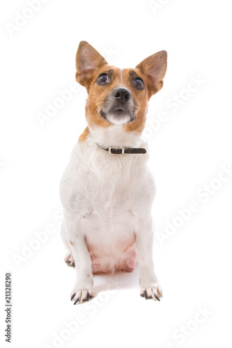 jack russel terrier looking up