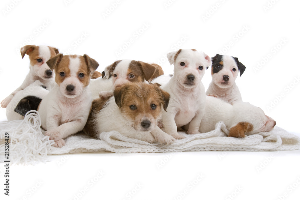 group of cute jack russel terrier on a white blanket group of cute jack russel terrier on a white blanket