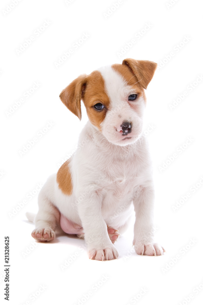 jack russel terrier puppy