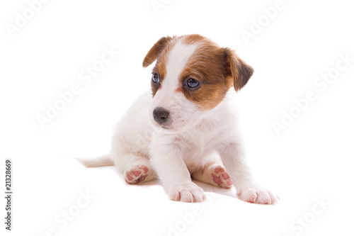 jack russel terrier puppy