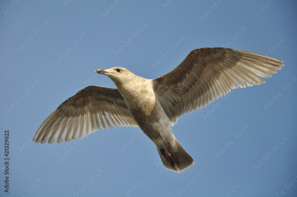 Fototapeta premium Grey seagull in flight