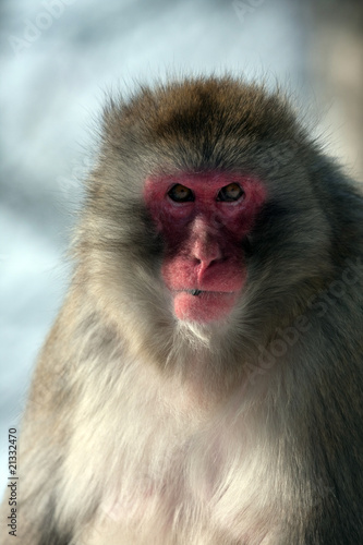 Snow Monkey © Gail Johnson