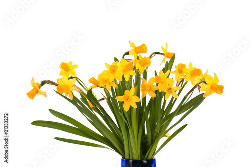 Wallpaper Mural Narzissen Torontodigital.ca