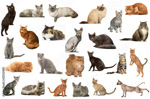 Fototapeta Naklejka Na Ścianę i Meble -  composition évoquant la diversité des races félines