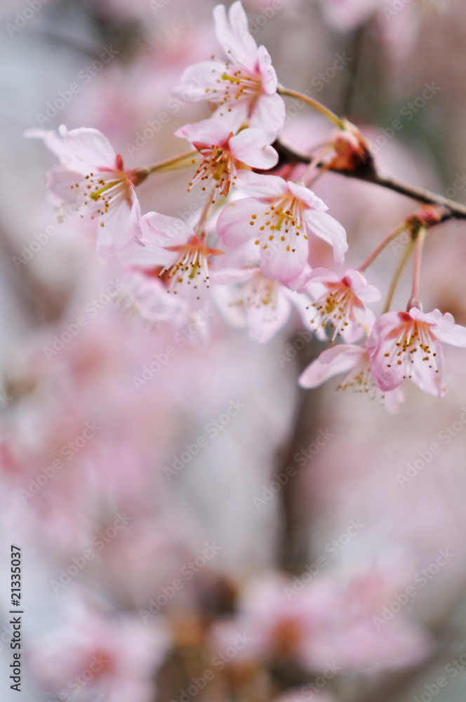 桜 桜
