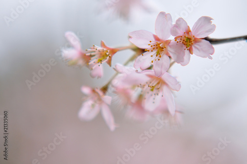 桜 © TOMO