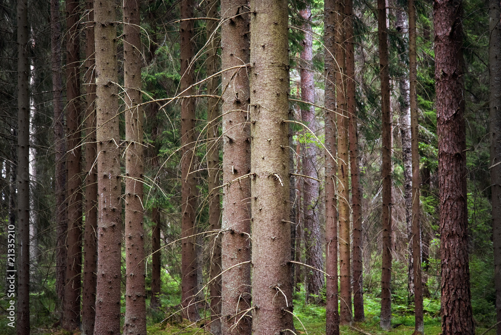 Obraz premium Spruce forest