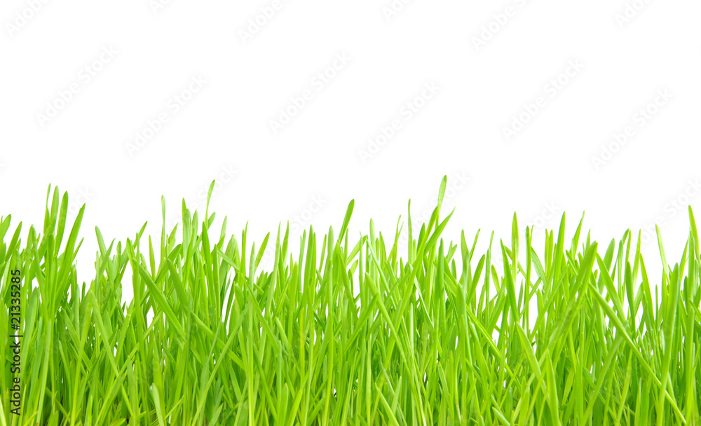 Fototapeta premium grass