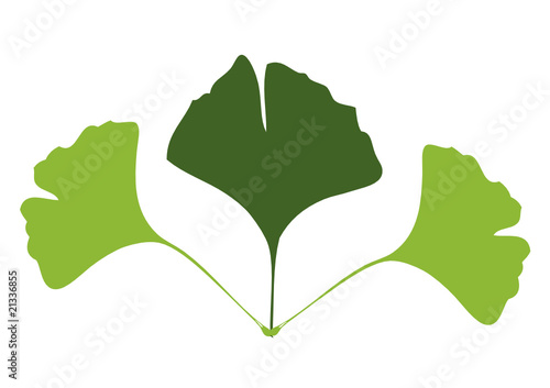 Drei Ginkgoblätter