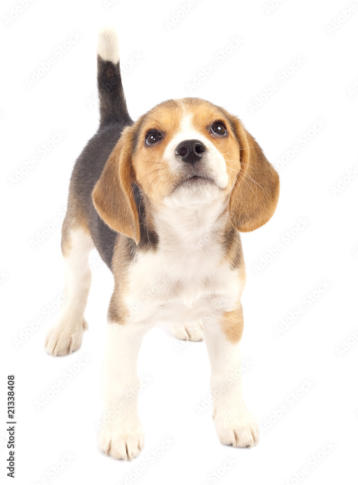 dog looking to the top dog looking to the top