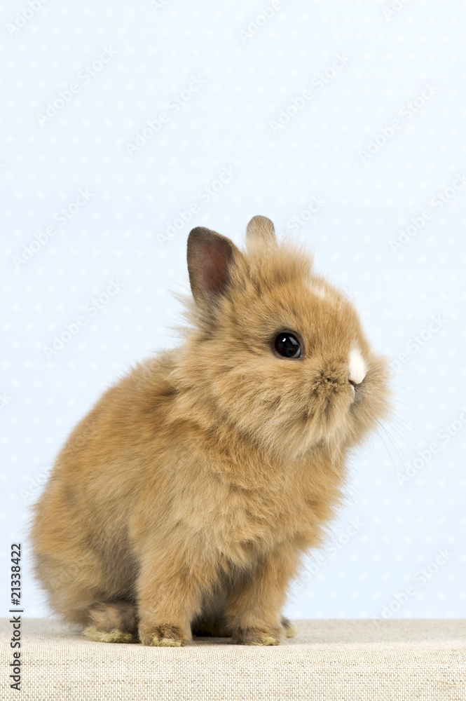 Baby Kaninchen vor blauem Hintergrund