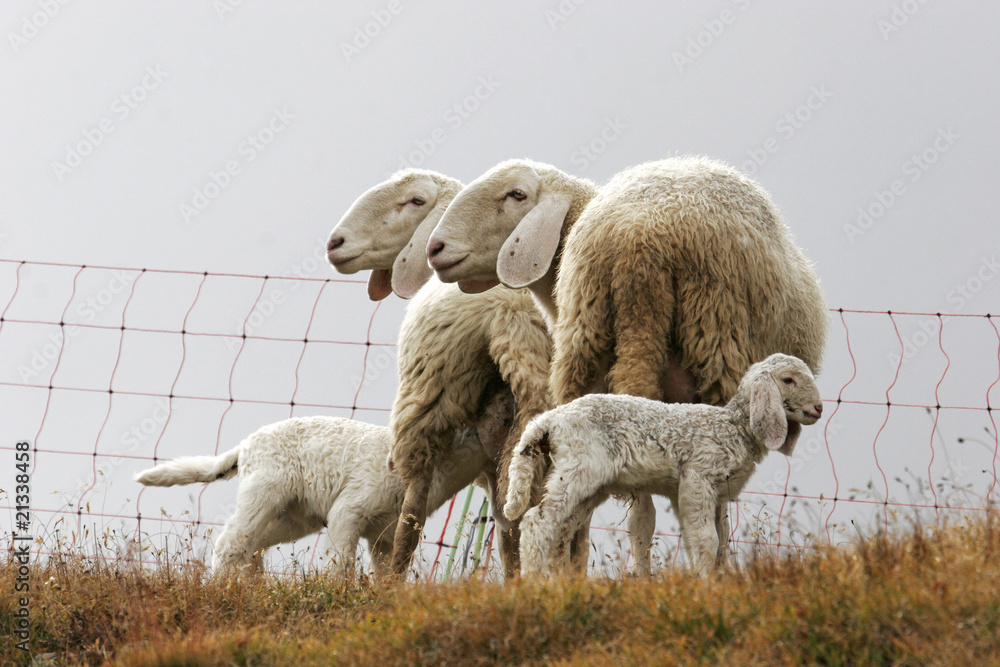 Obraz premium Lamb