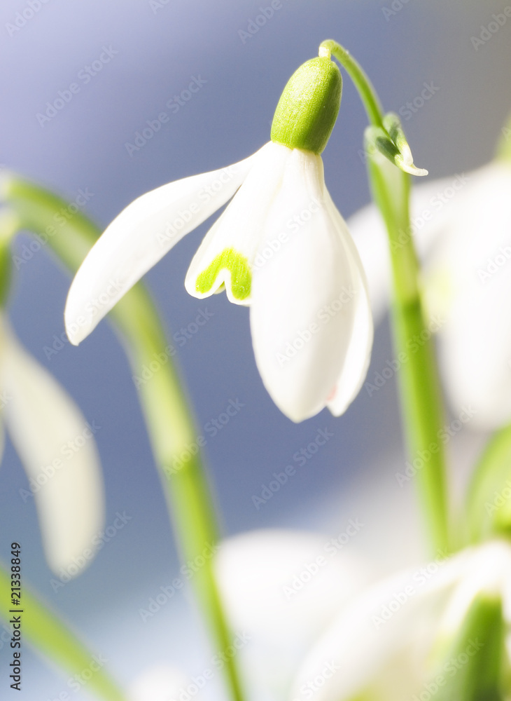 Frühlingsboten Frühlingsboten