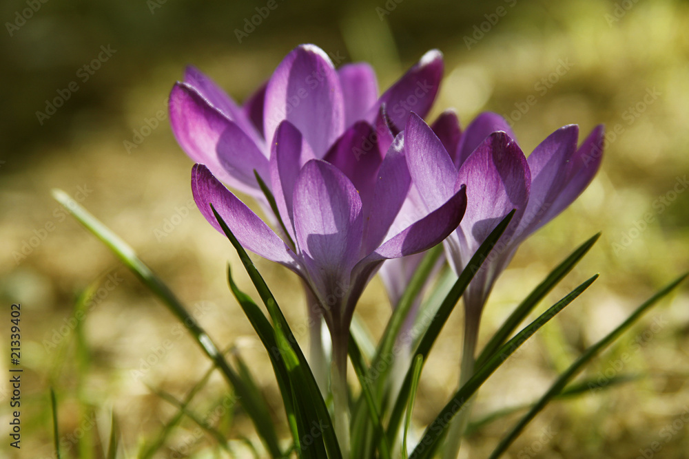 Frühlingserwachen Frühlingserwachen
