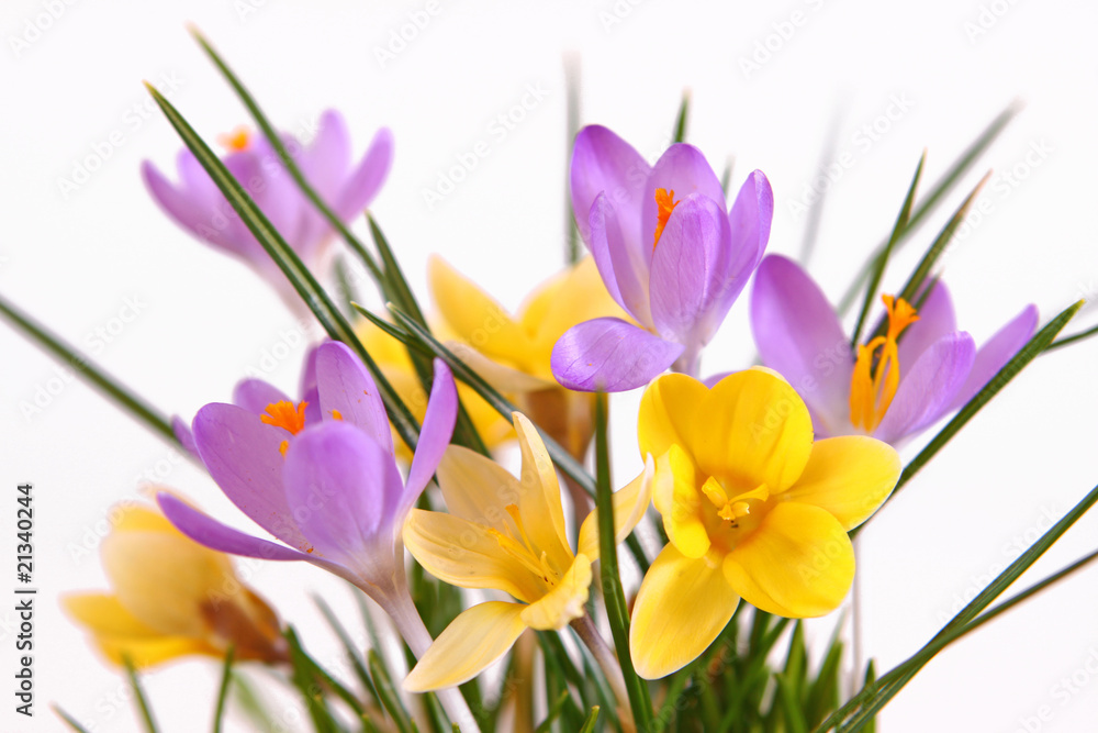 krokusse krokusse