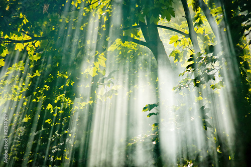 sunlight in fairy  forest