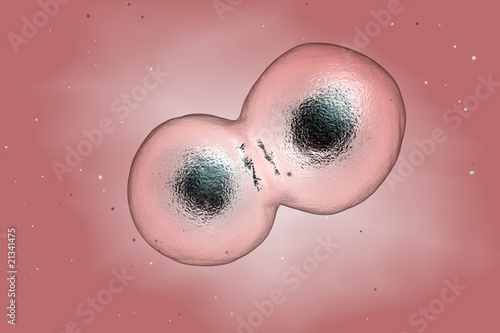 Human cell multiplied