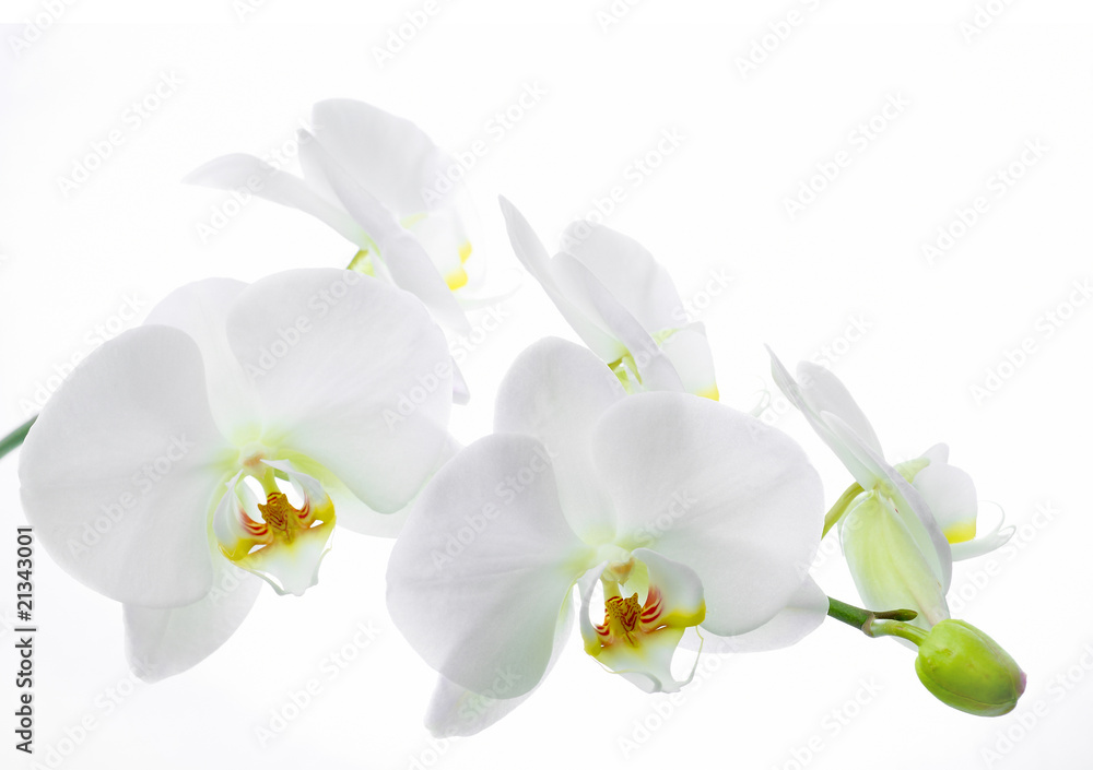 Obraz premium Kwiat orchidei na białym tle