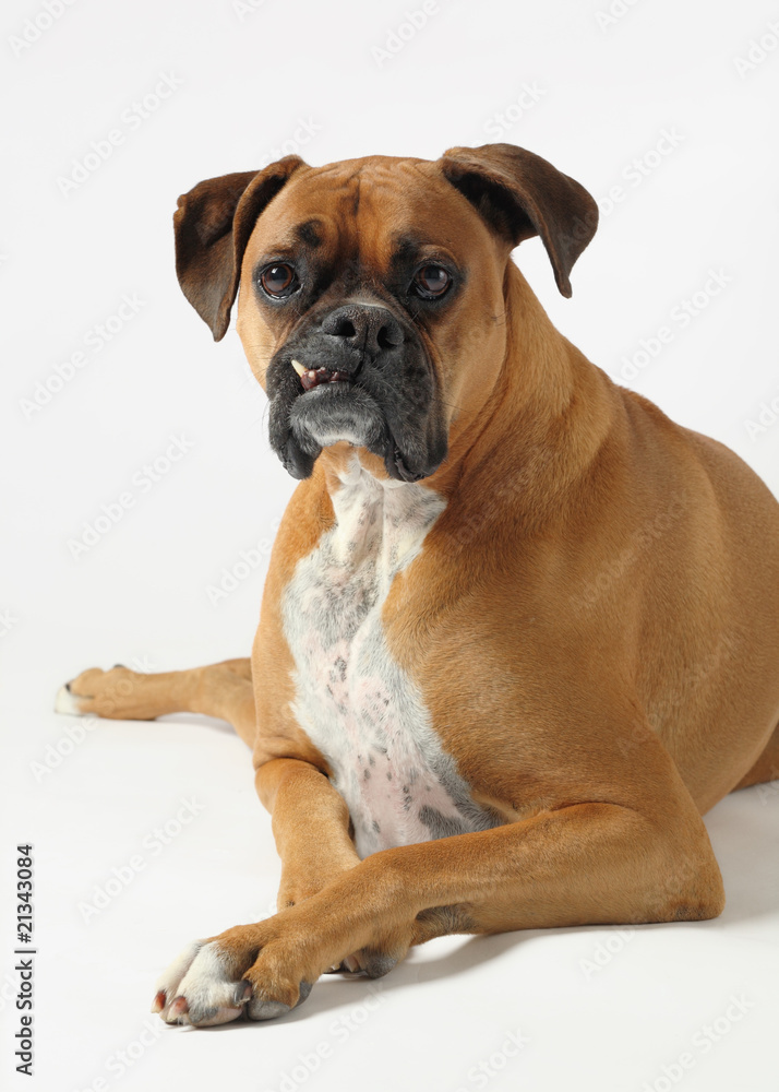 male boxer dog