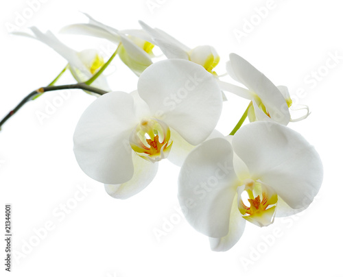 Fototapeta Naklejka Na Ścianę i Meble -  White orchid on white.