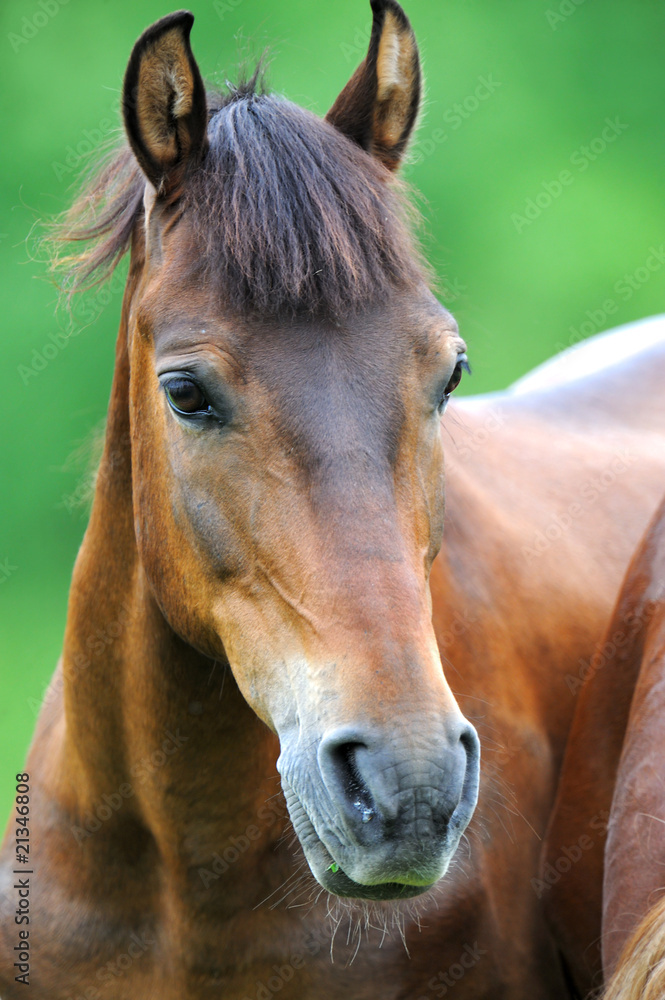 Fototapeta premium Horse