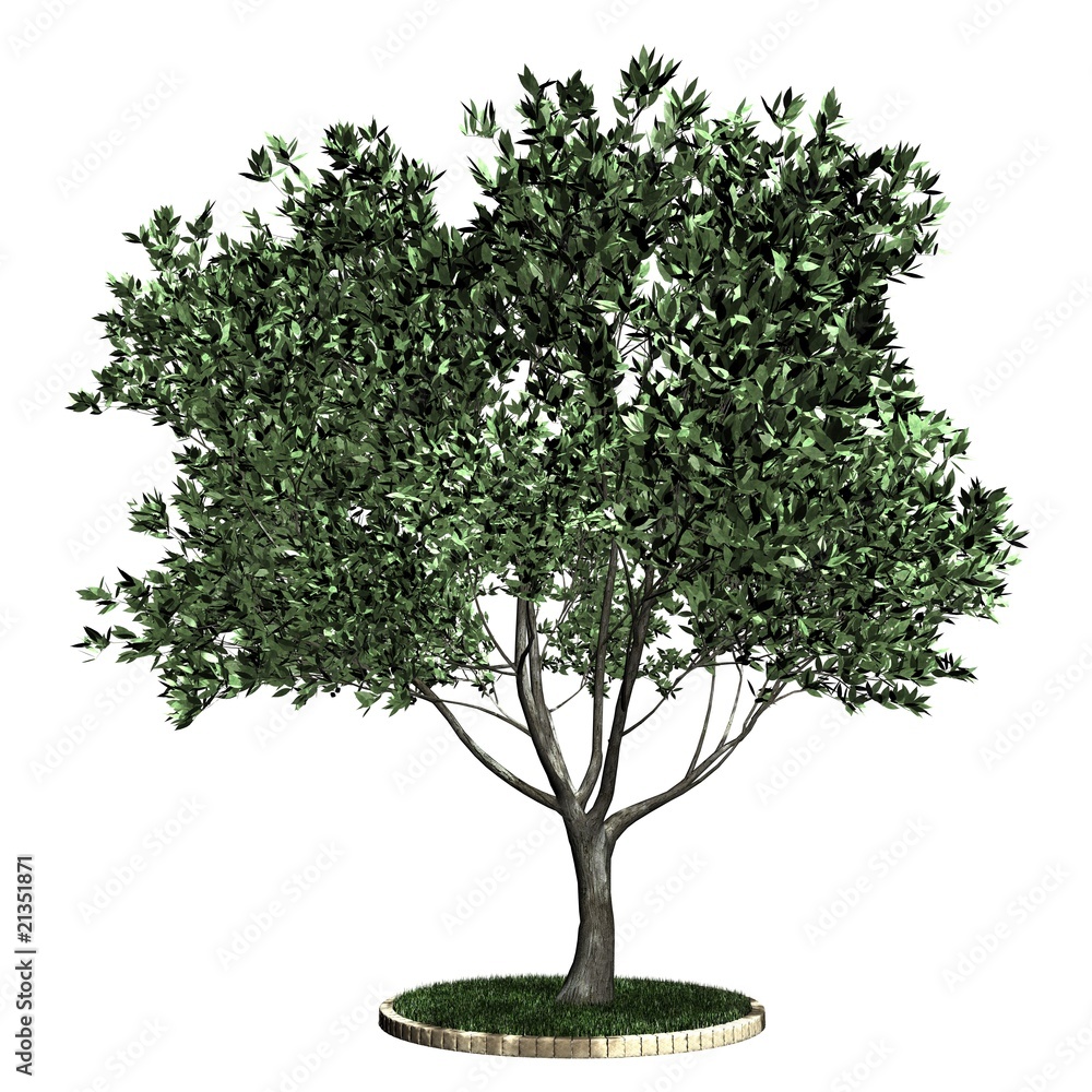 Obraz premium Baum - Olive