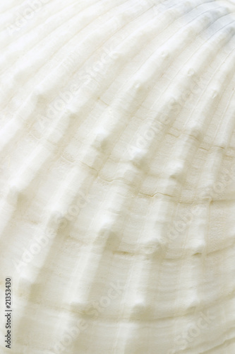 Background of sea shell surface texture