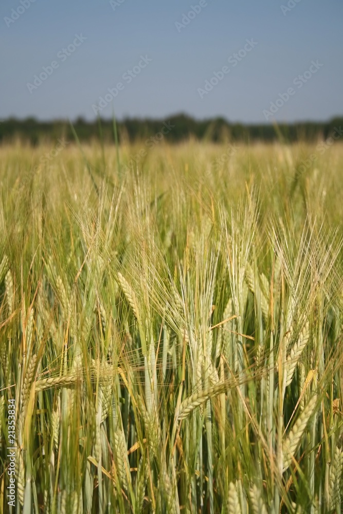 Wheat Field Wheat Field