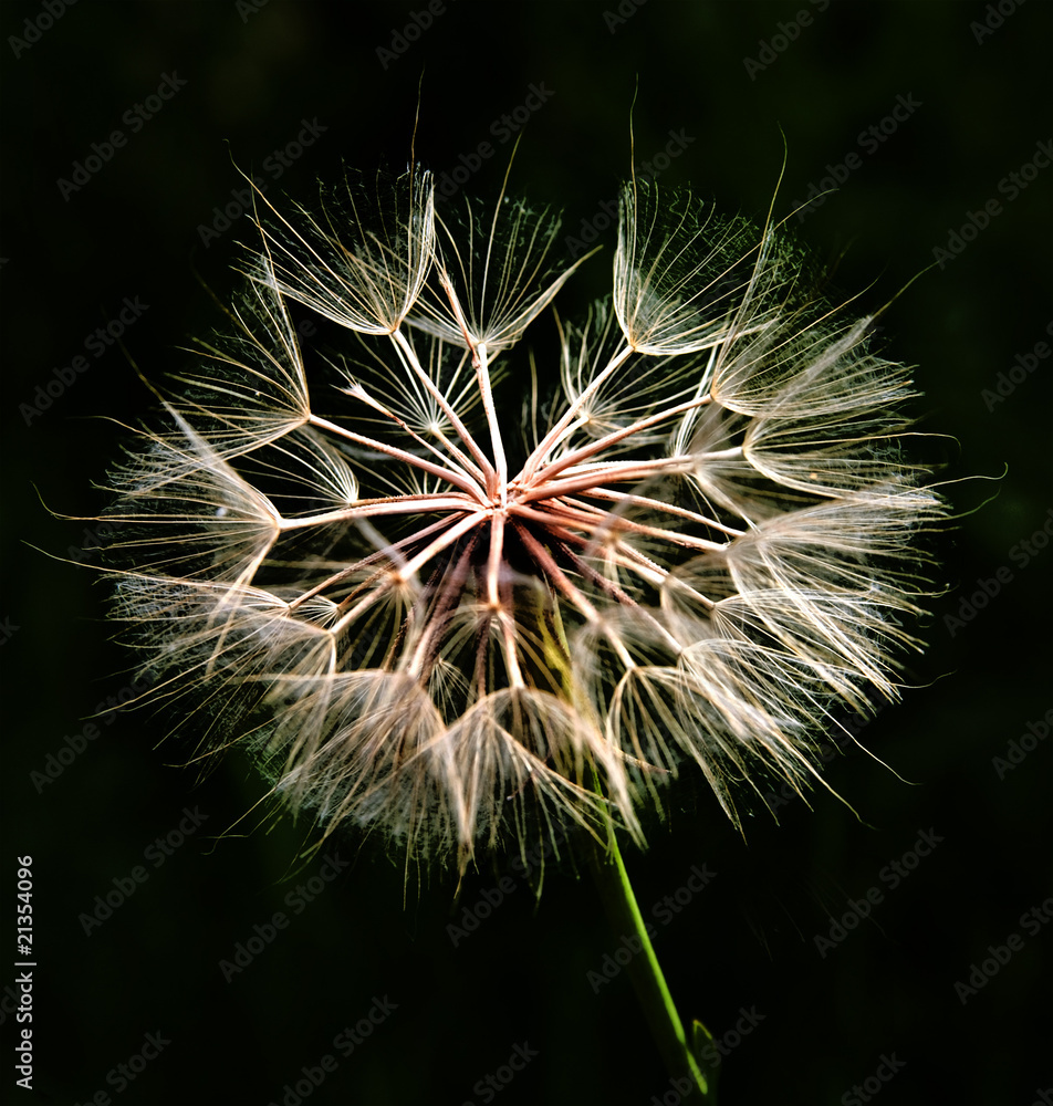 Fototapeta premium Dandelion