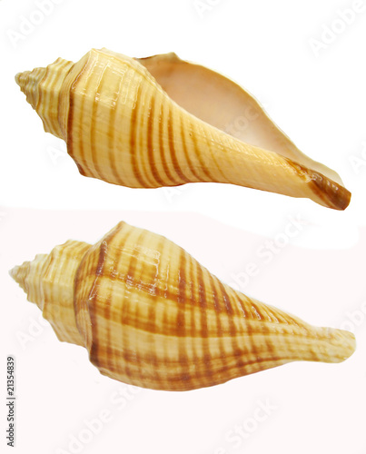 yellow seashells photo