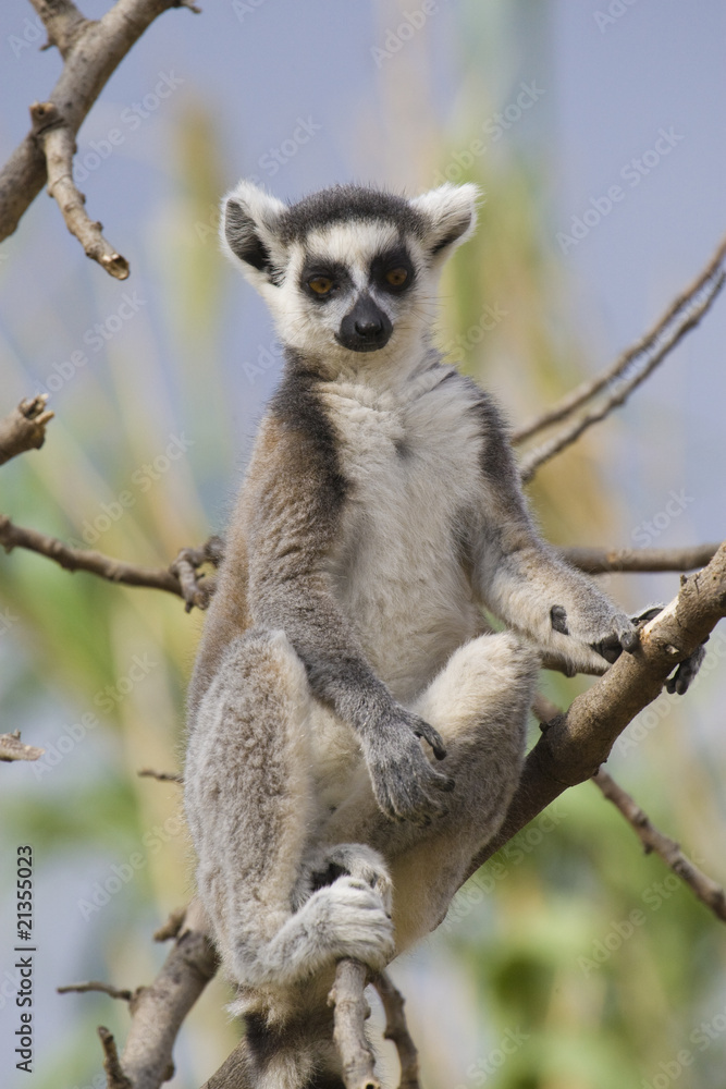 Obraz premium Ring-tailed Lemur (Lemur Catta) Portrait