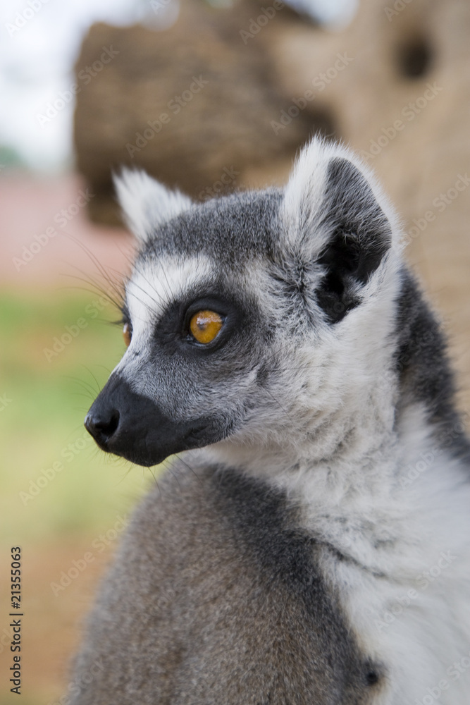 Fototapeta premium Ring-tailed Lemur (Lemur Catta) Portrait