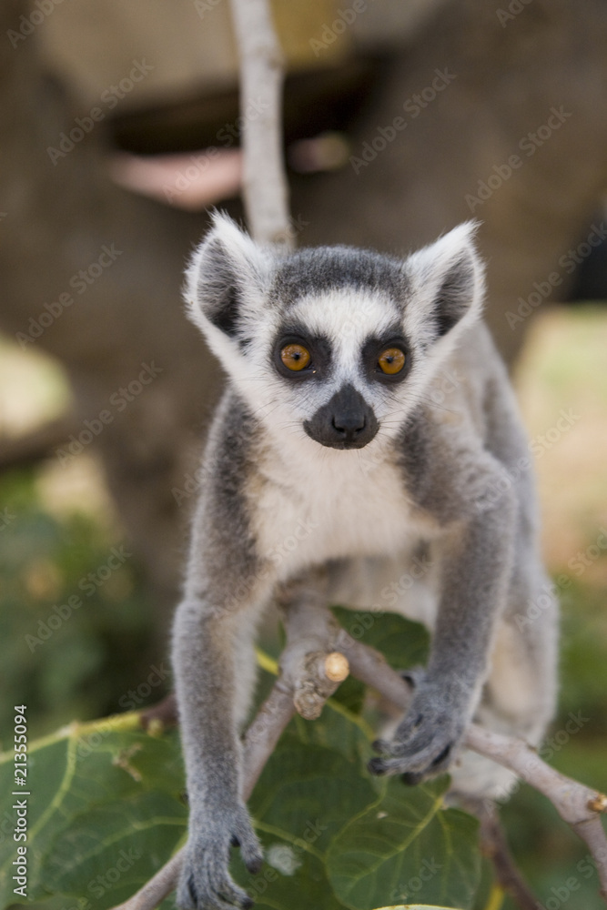 Ring-tailed Lemur (Lemur Catta) Portrait Ring-tailed Lemur (Lemur Catta) Portrait
