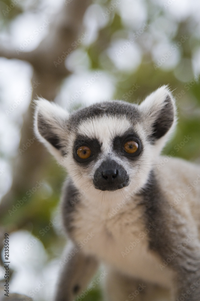 Obraz premium Ring-tailed Lemur (Lemur Catta) Portrait