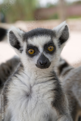 Ring-tailed Lemur (Lemur Catta) Portrait