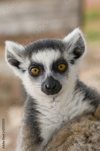 Ring-tailed Lemur (Lemur Catta) Portrait
