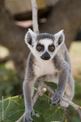 Ring-tailed Lemur (Lemur Catta) Portrait © Ovidiu - Mihai Danca