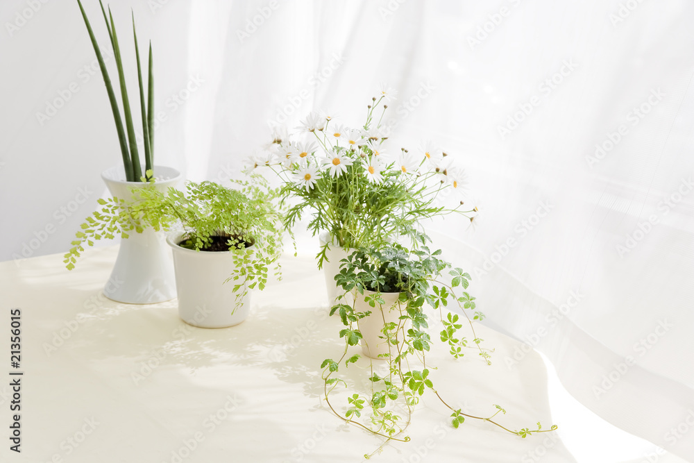 Fototapeta Flower and foliage plant on table