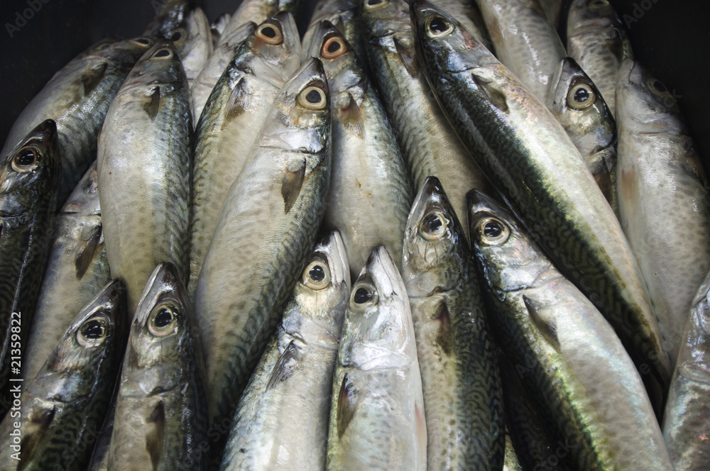 Fototapeta premium fish