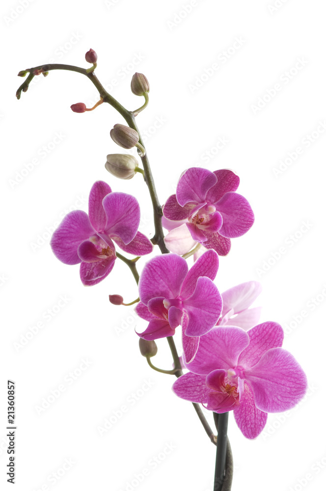 branch of orchid flower (phalaenopsis) on white background branch of orchid flower (phalaenopsis) on white background