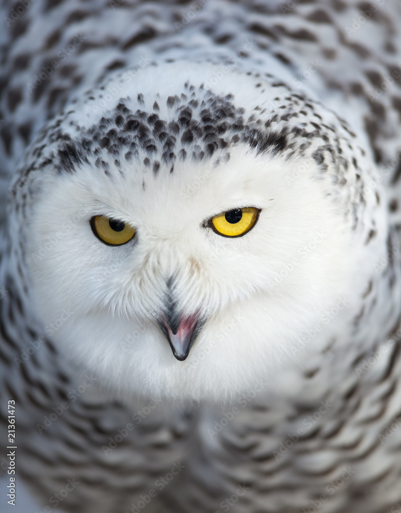 Obraz premium Snowy owl (Bubo scandiacus).
