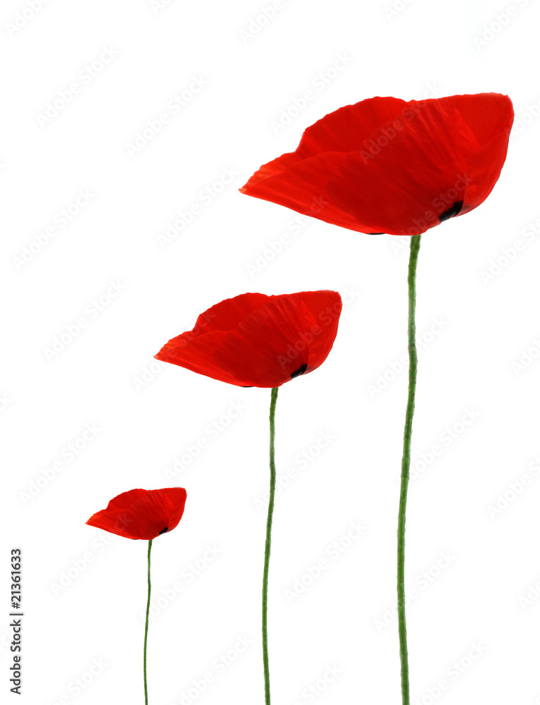 Naklejka premium Coquelicots