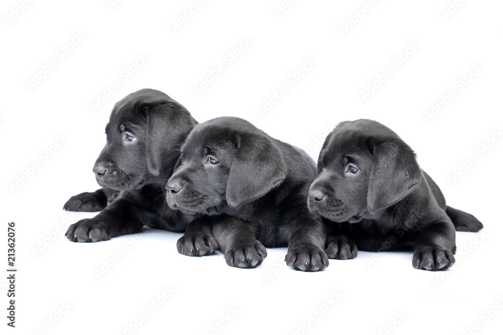 Obraz premium Three black lab puppies, two months old.