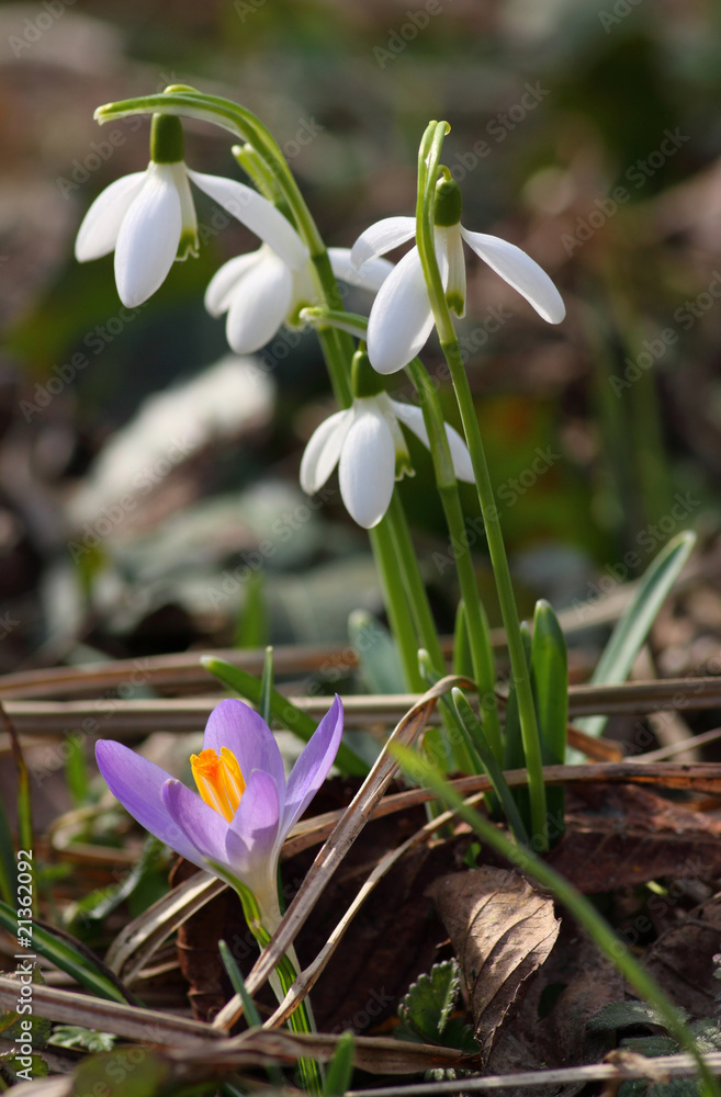 Naklejka premium Frühblüher