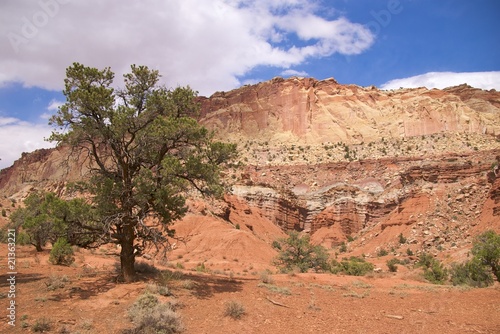 Lone tree  Capitol Reef National Park