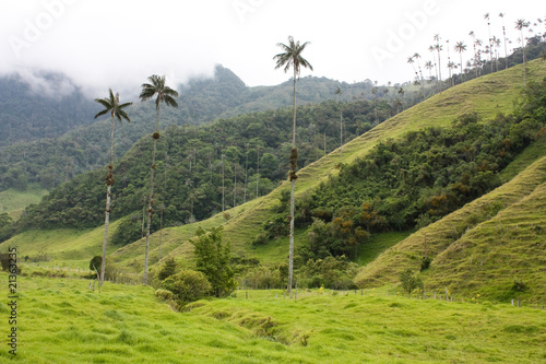 Cocora walley and wax palm