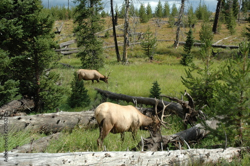 Deer in Yellowstone