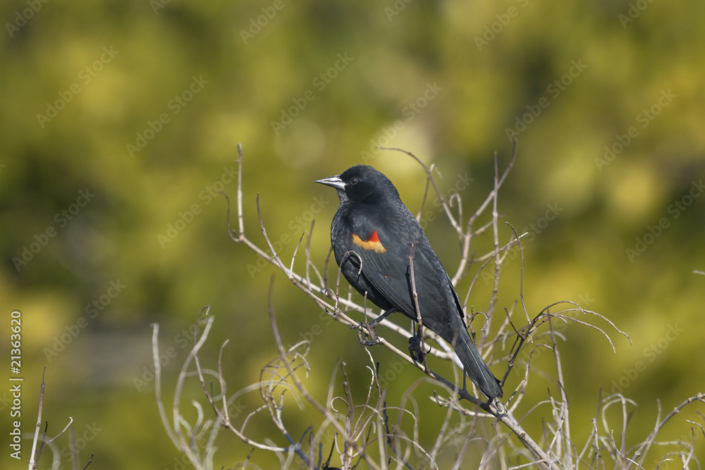 Obraz premium agelaius phoeniceus, red-winged blackbird